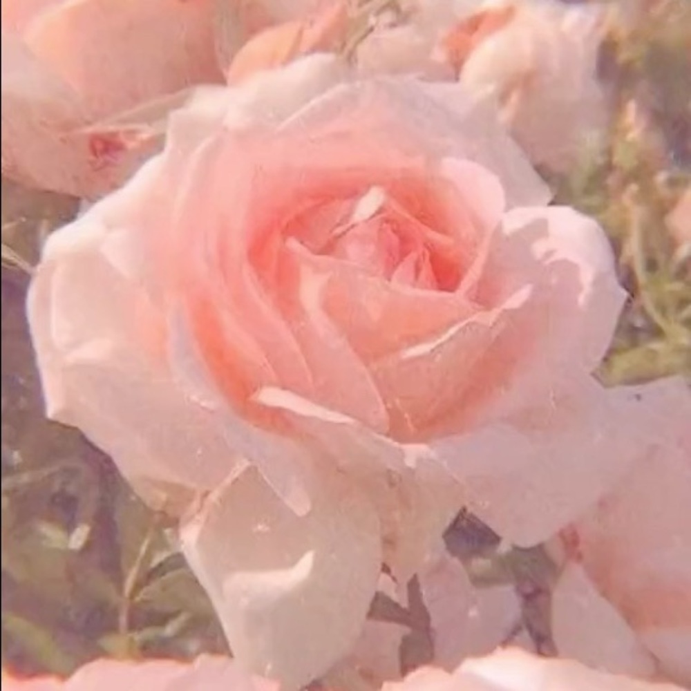 Meet your Posher, Kendall